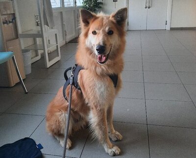Zion - Liebenswerter Hundemann, ca. 3 Jahre/32kg, Mischling - Rüde