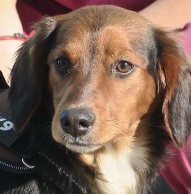 Zipi, Gordon-Setter Mix - Rüde