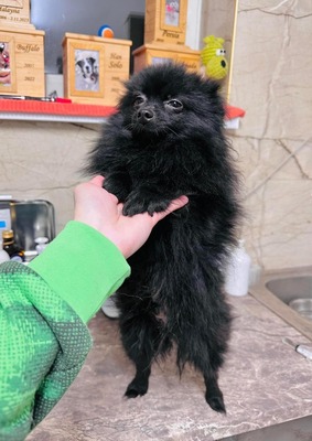 💐 Zippy noch in der Slowakei (ZM) Rüde - zurückhaltend und zuvorkommend, Spitz-Mix - Rüde