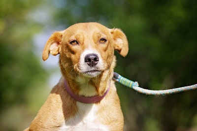 Zita, Mischling - Hündin