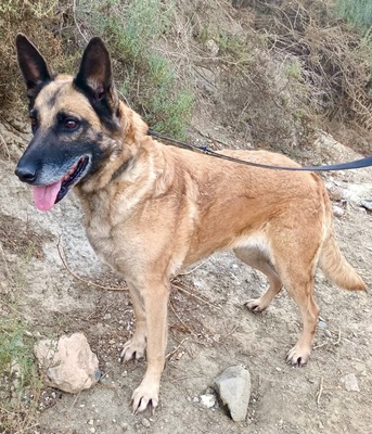 Ziva, Schäferhund - Mix - Hündin