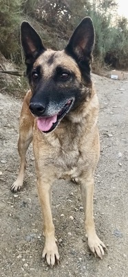 Ziva, Schäferhund - Mix - Hündin
