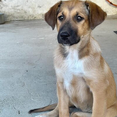 Zizel - eine freundliche, lebensfrohe und aufgeweckte Hündin / Reserviert, griech. Schäferhund-Mischling - Hündin