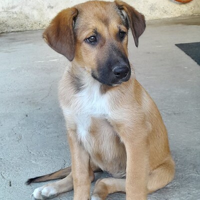 Zizel - eine freundliche, lebensfrohe und aufgeweckte Hündin / Reserviert, griech. Schäferhund-Mischling - Hündin
