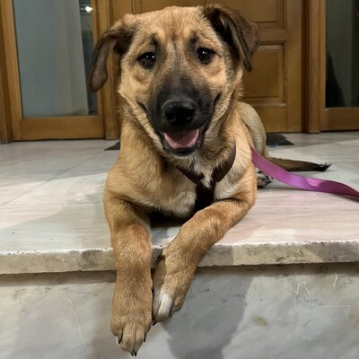 Zizel - eine freundliche, lebensfrohe und aufgeweckte Hündin / Reserviert, griech. Schäferhund-Mischling - Hündin