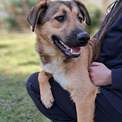 Zizel - eine freundliche, lebensfrohe und aufgeweckte Hündin / Reserviert, griech. Schäferhund-Mischling - Hündin