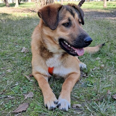 Zizel - eine freundliche, lebensfrohe und aufgeweckte Hündin / Reserviert, griech. Schäferhund-Mischling - Hündin