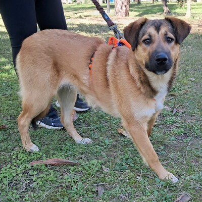 Zizel - eine freundliche, lebensfrohe und aufgeweckte Hündin / Reserviert, griech. Schäferhund-Mischling - Hündin
