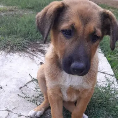 Zizel - eine freundliche, lebensfrohe und aufgeweckte Hündin, griech. Schäferhund-Mischling - Hündin