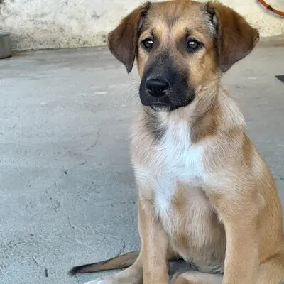 Zizel - eine freundliche, lebensfrohe und aufgeweckte Hündin, griech. Schäferhund-Mischling - Hündin