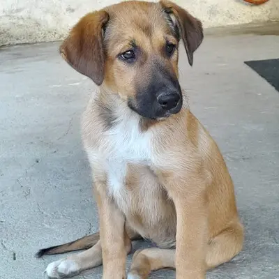Zizel - eine freundliche, lebensfrohe und aufgeweckte Hündin, griech. Schäferhund-Mischling - Hündin