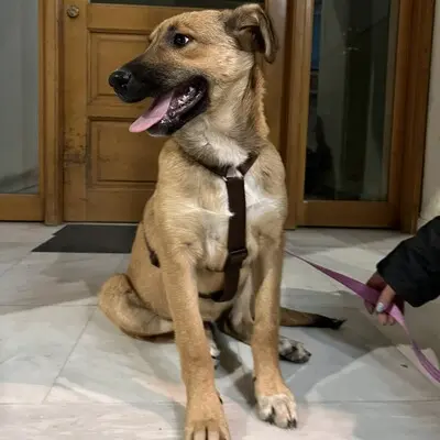 Zizel - eine freundliche, lebensfrohe und aufgeweckte Hündin, griech. Schäferhund-Mischling - Hündin