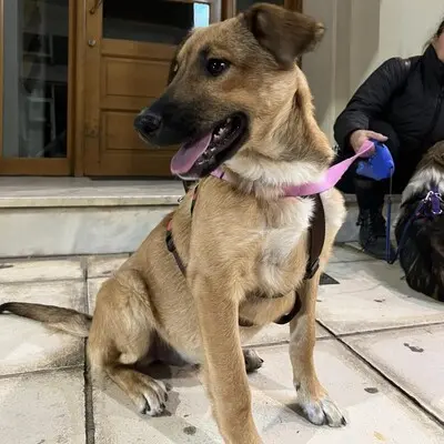 Zizel - eine freundliche, lebensfrohe und aufgeweckte Hündin, griech. Schäferhund-Mischling - Hündin