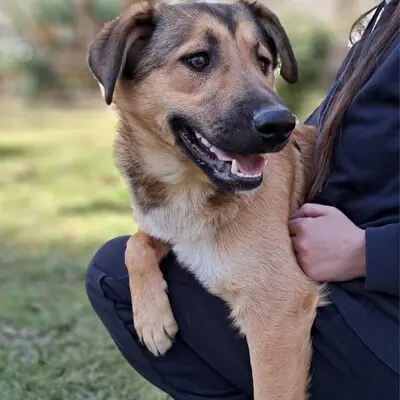 Zizel - eine freundliche, lebensfrohe und aufgeweckte Hündin, griech. Schäferhund-Mischling - Hündin