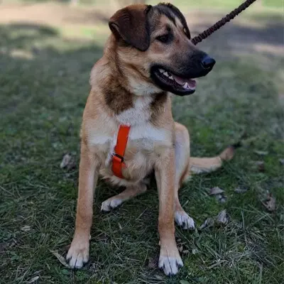 Zizel - eine freundliche, lebensfrohe und aufgeweckte Hündin, griech. Schäferhund-Mischling - Hündin