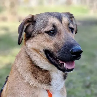 Zizel - eine freundliche, lebensfrohe und aufgeweckte Hündin, griech. Schäferhund-Mischling - Hündin