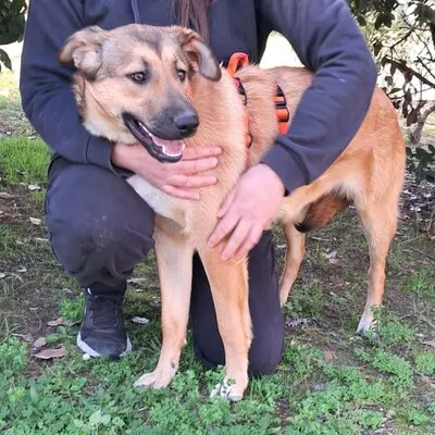 Zizel - eine freundliche, lebensfrohe und aufgeweckte Hündin, griech. Schäferhund-Mischling - Hündin