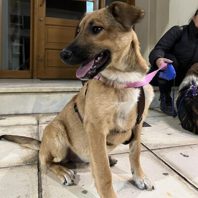 Zizel - eine freundliche, lebensfrohe und aufgeweckte Hündin, griech. Schäferhund-Mischling Welpen - Hündin