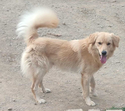Zlatni möchte IHNEN seine Liebe schenken, Mischling - Rüde