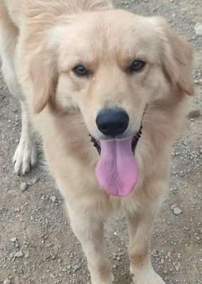 Zlatni möchte IHNEN seine Liebe schenken