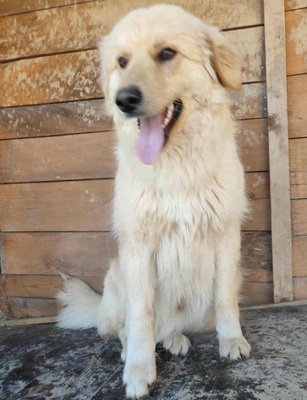 Zlatni möchte IHNEN seine Liebe schenken, Mischling - Rüde