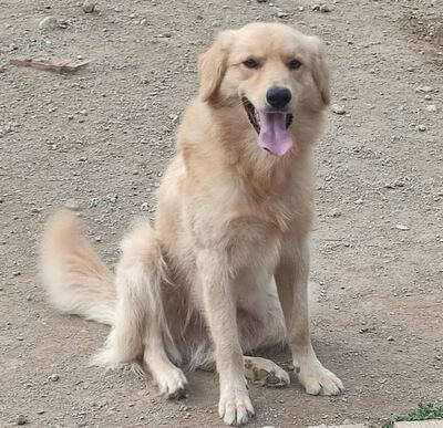 Zlatni möchte IHNEN seine Liebe schenken, Mischling - Rüde