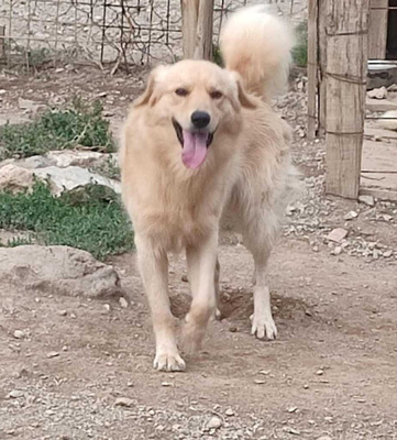 Zlatni möchte IHNEN seine Liebe schenken, Mischling - Rüde