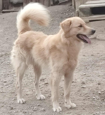 Zlatni möchte IHNEN seine Liebe schenken, Mischling - Rüde