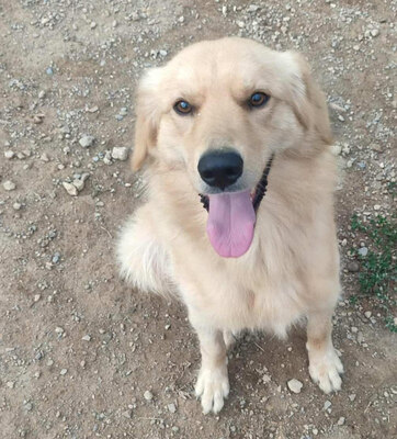 Zlatni möchte IHNEN seine Liebe schenken