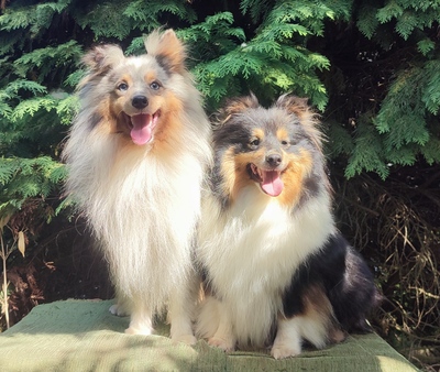 Zodie & Moon, Sheltie - Hündin