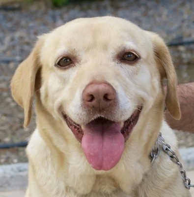 Zoe, Labrador - Retriever - Hündin