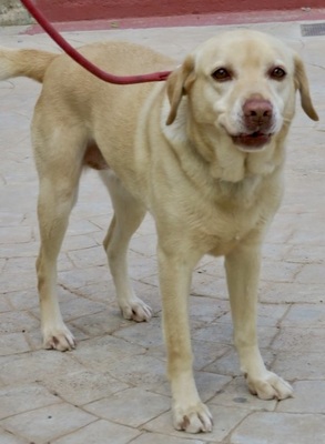Zoe, Labrador - Retriever - Hündin