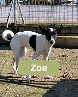 Zoe