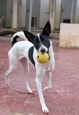 Zoe, Mischling - Hündin