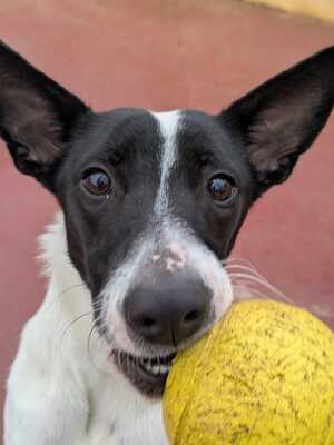 Zoe, Mischling - Hündin