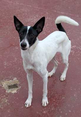 Zoe, Mischling - Hündin