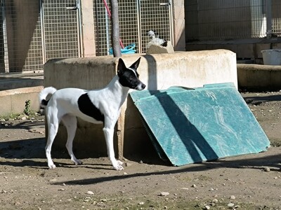 Zoe, Mischling - Hündin