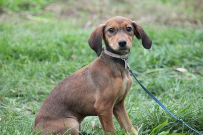 Zoe, Mischling Welpen - Hündin