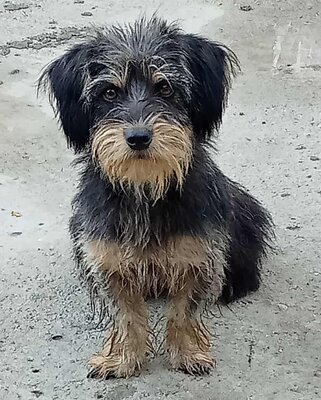 Zoe, Mix - Hündin