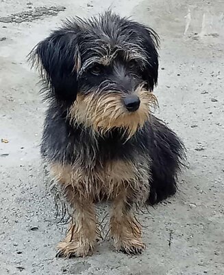 Zoe, Mix - Hündin
