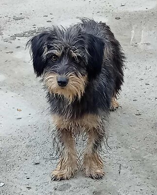 Zoe, Mix - Hündin