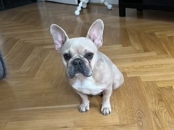 Zoe - Pflegestelle Wien, Bulldogg - Hündin