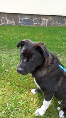 Zoe wartet auf ihr für immer Zuhause, Mischling - Hündin