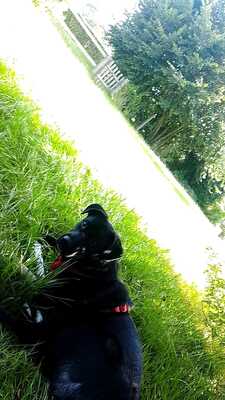 Zoe wartet auf ihr für immer Zuhause, Mischling - Hündin