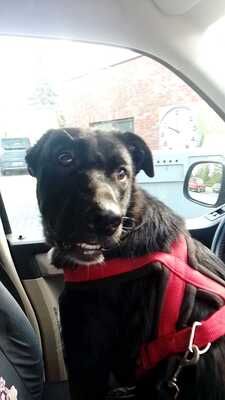 Zoe wartet auf ihr für immer Zuhause, Mischling - Hündin