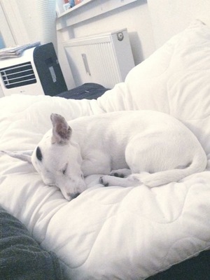 Zoey, Jack Russel Terrier - Hündin