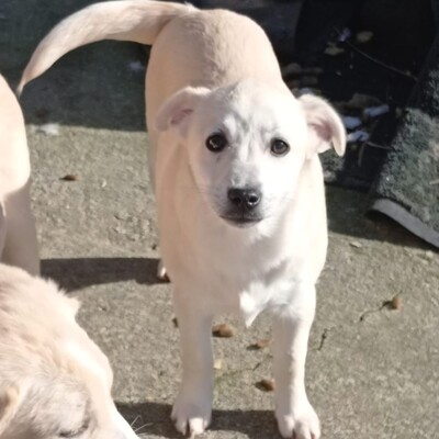 Zoi - eine charmante Persönlichkeit 😇 / Reserviert, Mischling Welpen - Hündin