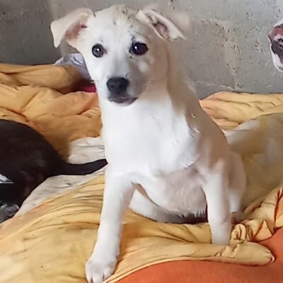 Zoi - eine charmante Persönlichkeit 😇 / Reserviert, Mischling Welpen - Hündin