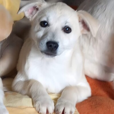 Zoi - eine charmante Persönlichkeit 😇 / Vorgemerkt