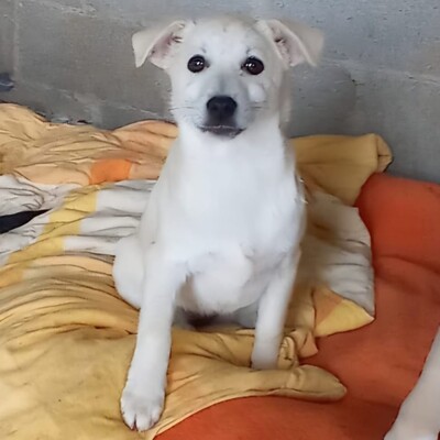 Zoi - eine charmante Persönlichkeit 😇 / Vorgemerkt, Mischling Welpen - Hündin